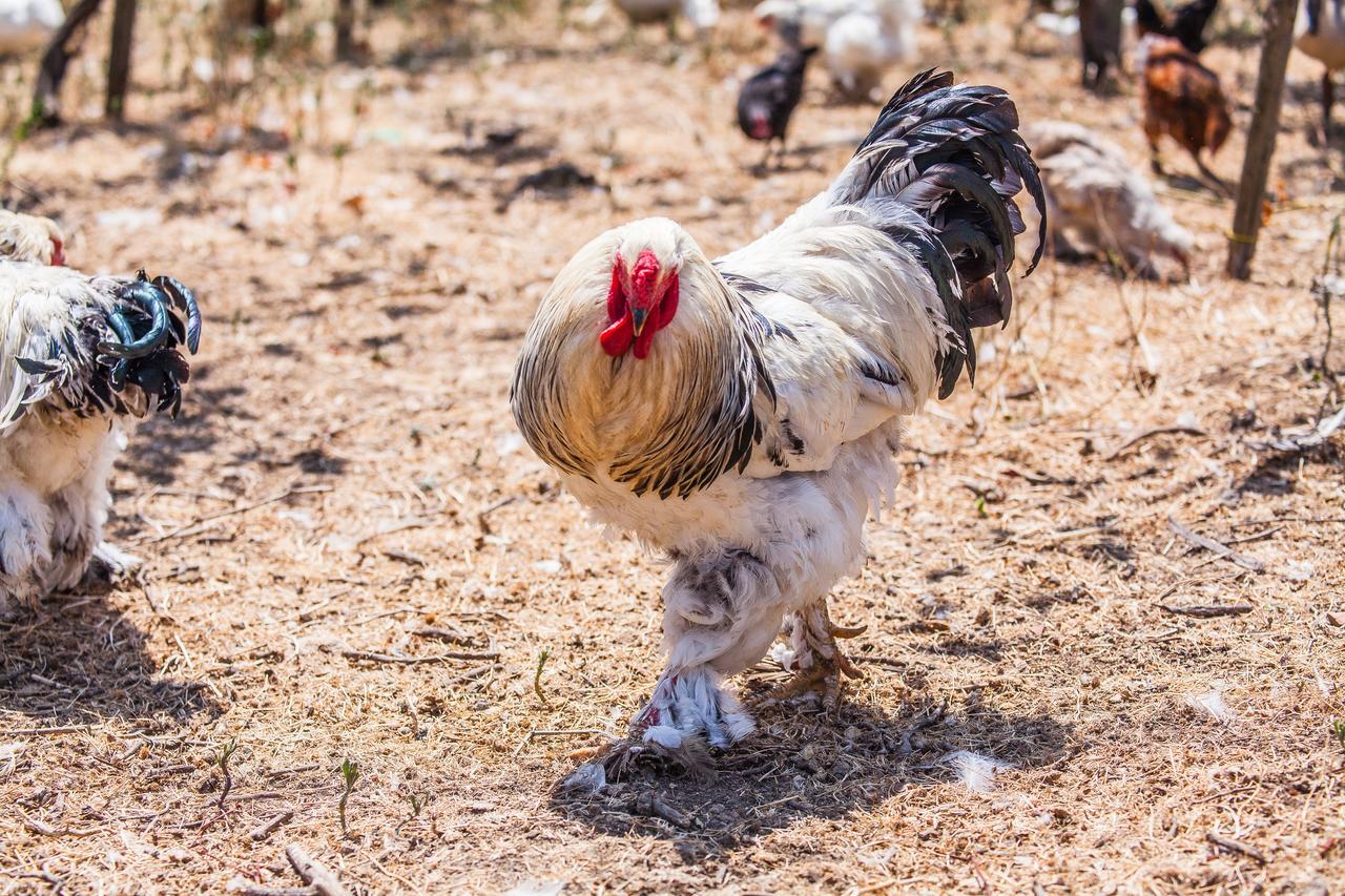 تيرمولي Il Gallo Con Gli Stivali المظهر الخارجي الصورة