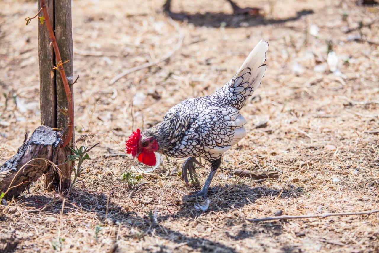 تيرمولي Il Gallo Con Gli Stivali المظهر الخارجي الصورة