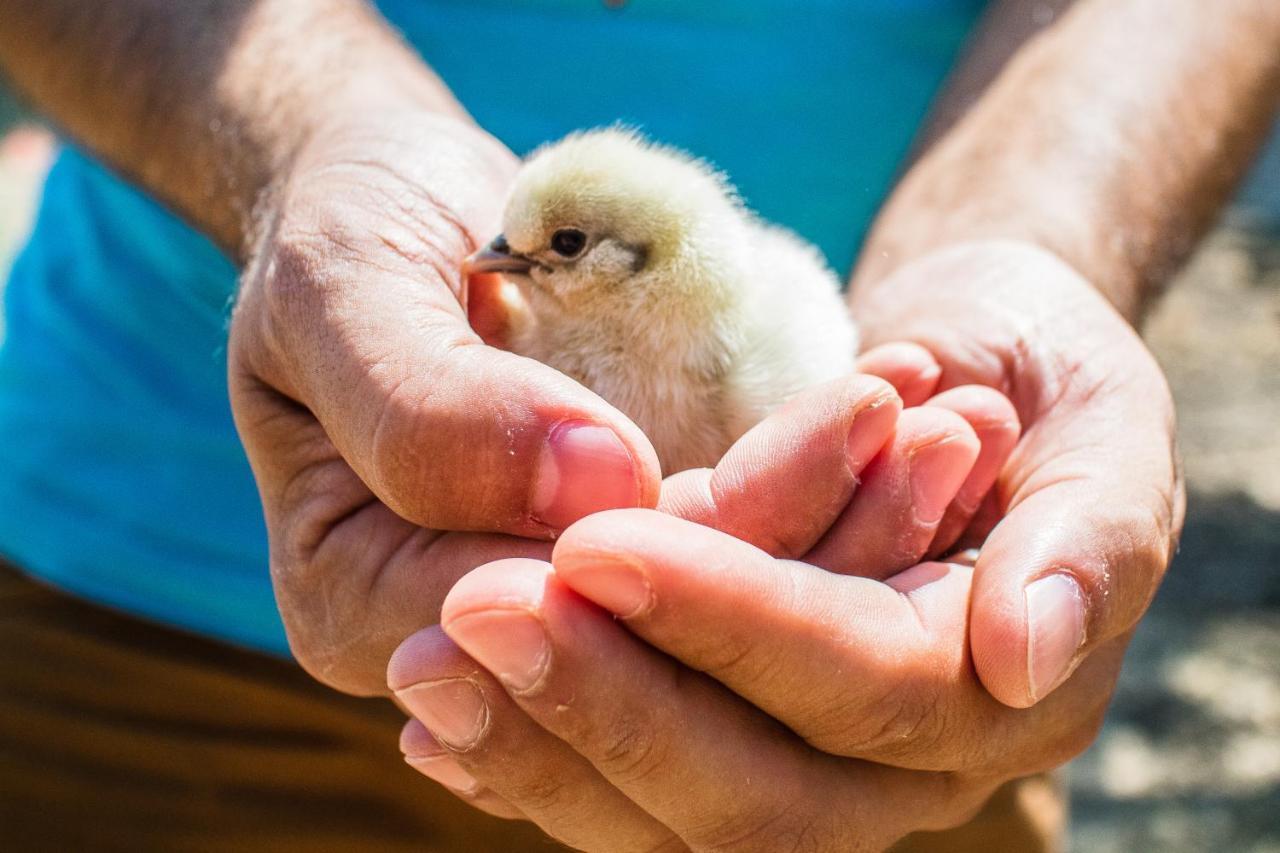 تيرمولي Il Gallo Con Gli Stivali المظهر الخارجي الصورة